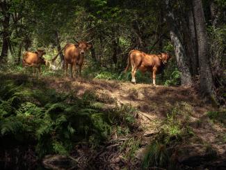 Vacas pastando cerca de la orilla del río Limia