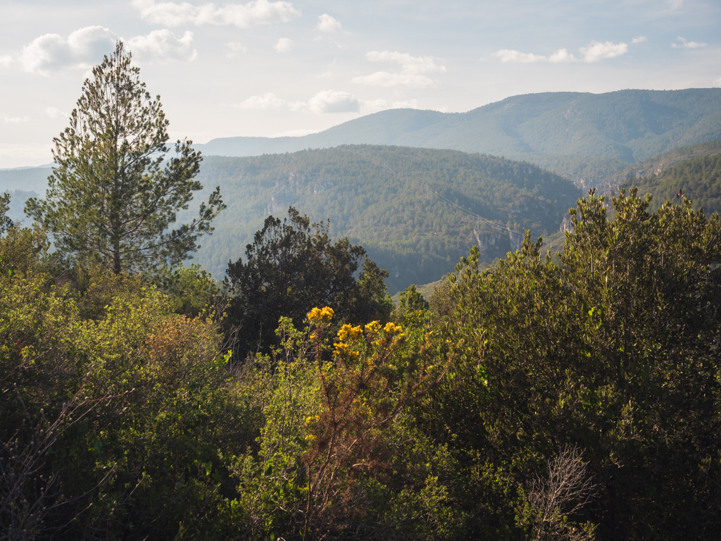 Prades forest