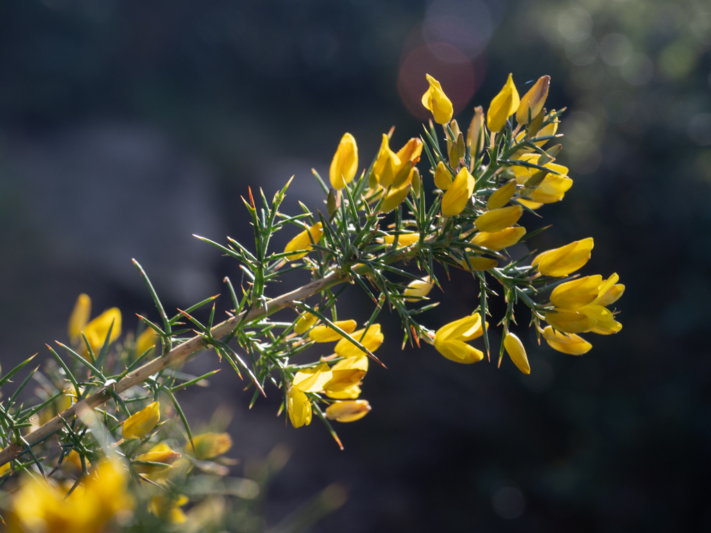 Gorse (Ulex europaeus)