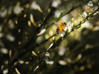 Bee pollinating