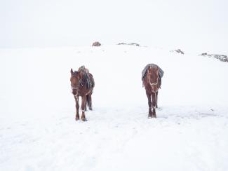 Horses in the snow