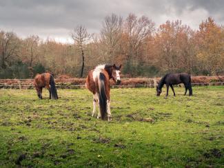 Caballos en los pastos gallegos