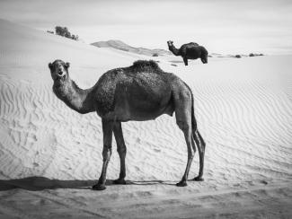 Dromedarios en el desierto de Marruecos