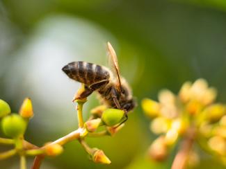 Abeja polinizando una flor