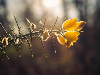 Ulex Europaeus. Gorse comú