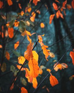 Un invierno especial. Colores otoñales