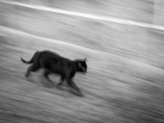 Cat running