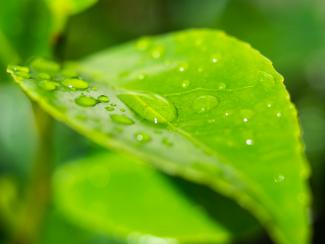 Planta de color verde con gotas de agua