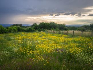 Prado verde con flores en Galicia