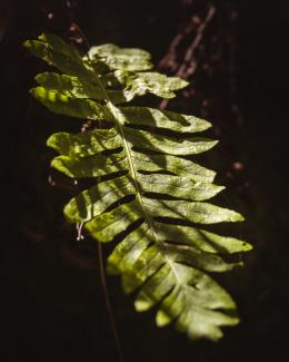 Polypodium vulgare