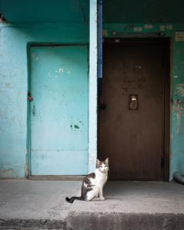 A cat waiting to be petted in front of the door