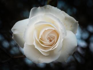 Una rosa blanca