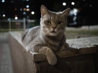 Portrait of a cat