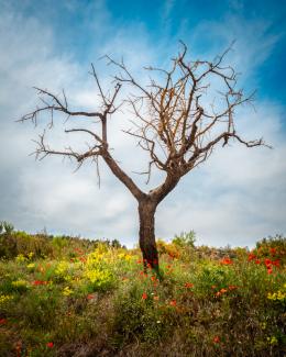 L'arbre de la vida