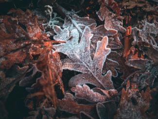 Frozen leaves in winter