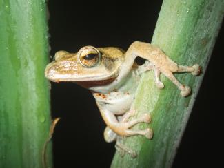Frog on bamboo cane