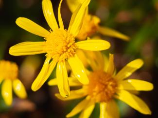 Senecio squalidus close-up