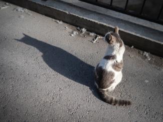 Cat shadow on the streets of Bishkek, Kyrgyzstan