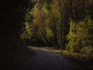 Twisting highlights on a road surrounded by forest