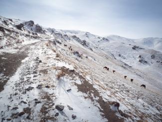 Horses grazing in Tian Shan mountains on winter
