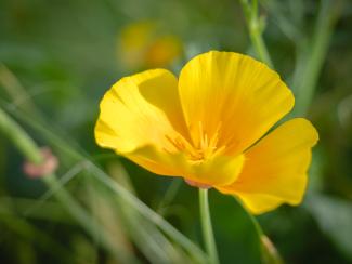 Amapola de California. Californian Poppy