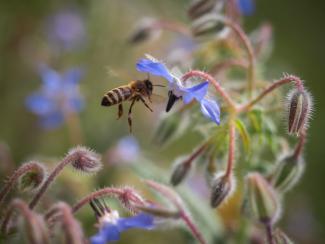 Abeja polinizando