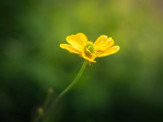 Ranunculus acris L. in Norway