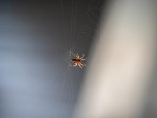 A spider making a web