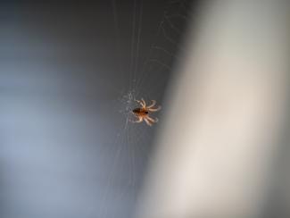 A spider making a web