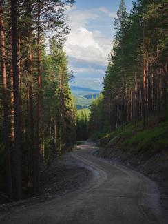 Gravel road through the forest