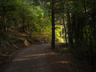 Boscos de les Muntanyes de Prades