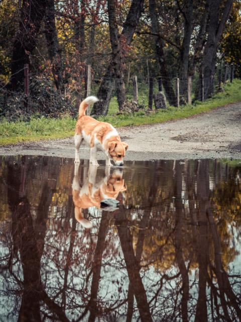 Un perro bebe agua de un charco