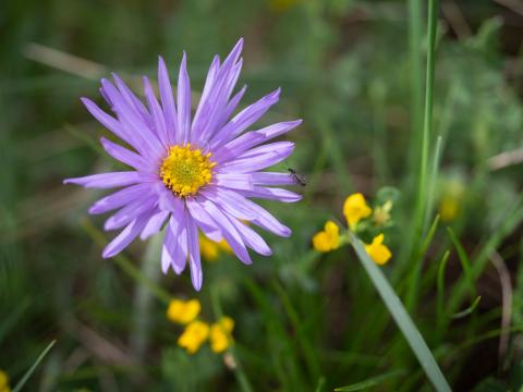 Alpine aster flower. Aster alpinus L.