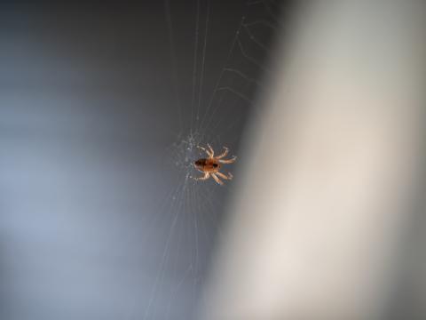 A spider making a web