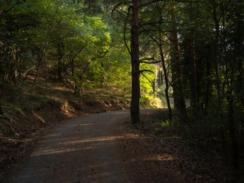 Boscos de les Muntanyes de Prades