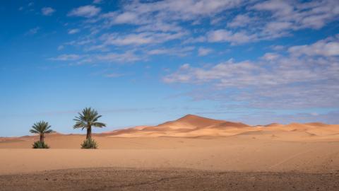 Two palm trees in the dunes