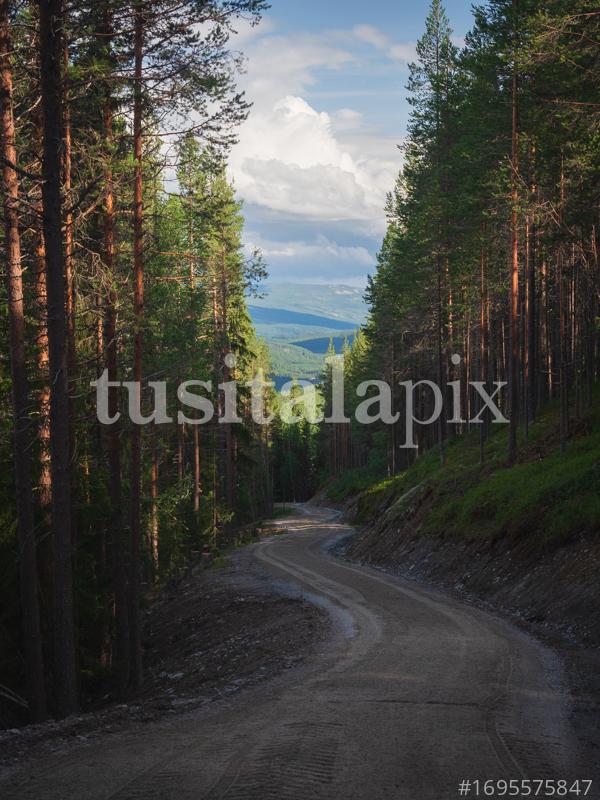 Gravel road through the forest