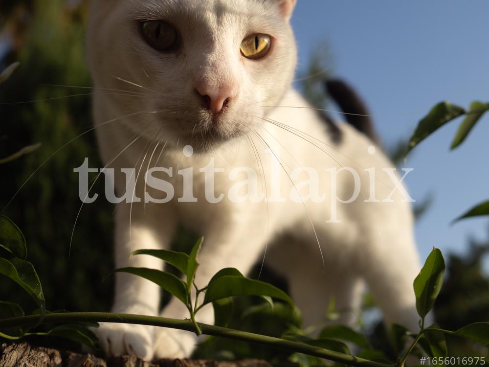 Un gat blanc al terrat