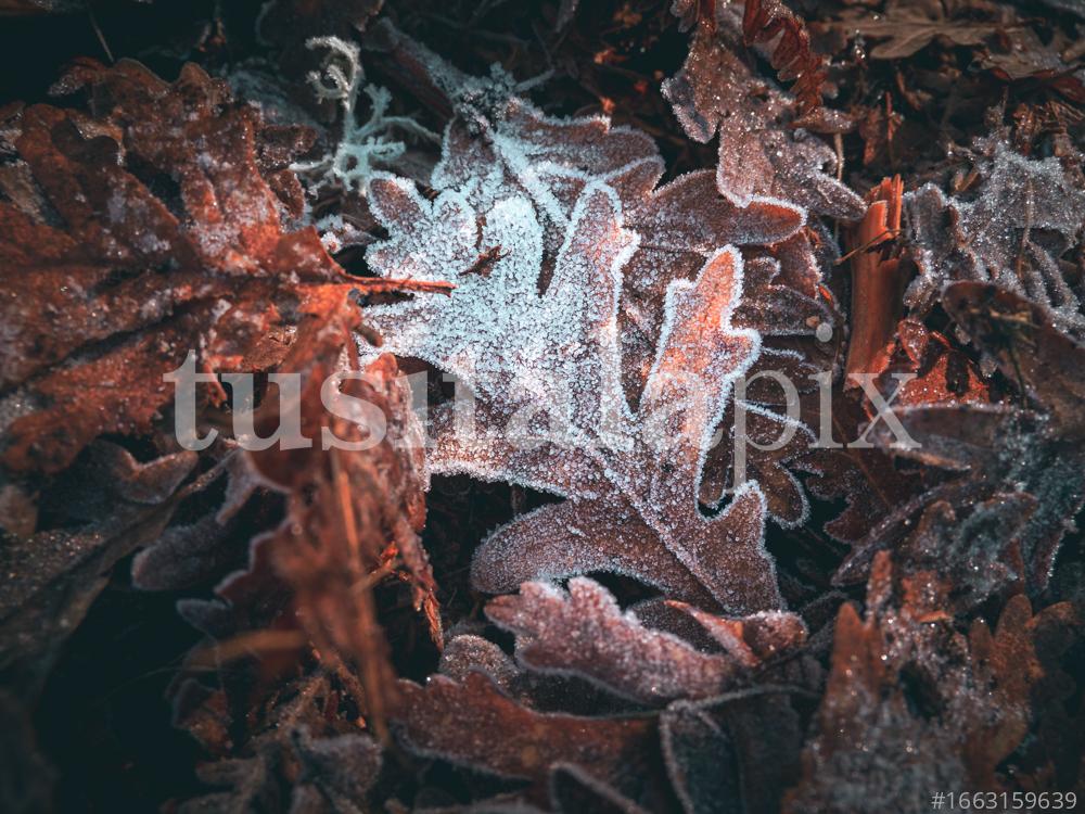 Frozen leaves in winter