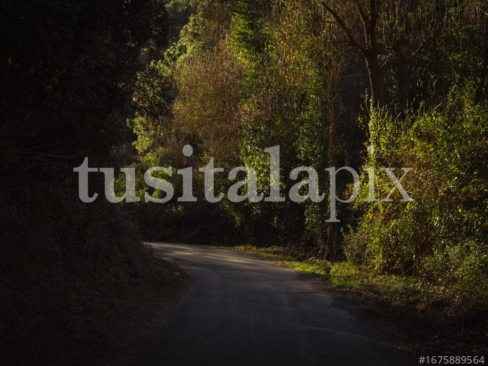 Twisting highlights on a road surrounded by forest