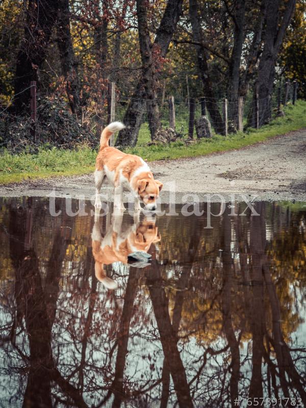 Un perro bebe agua de un charco