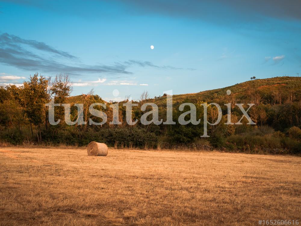 Paca de paja en un prado