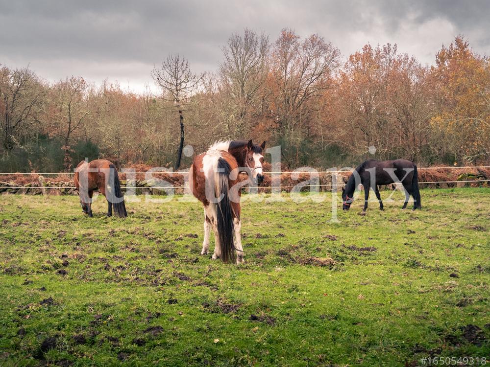 Caballos en los pastos gallegos