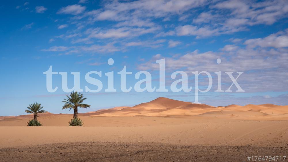 Two palm trees in the dunes