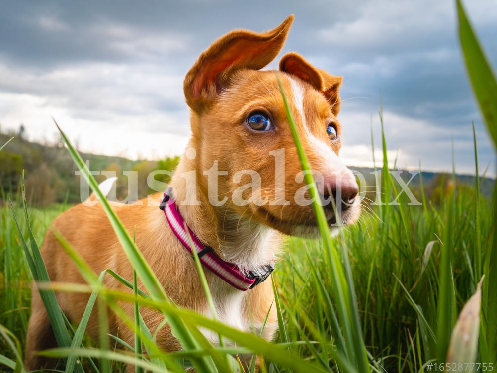 Ramona, la cachorra