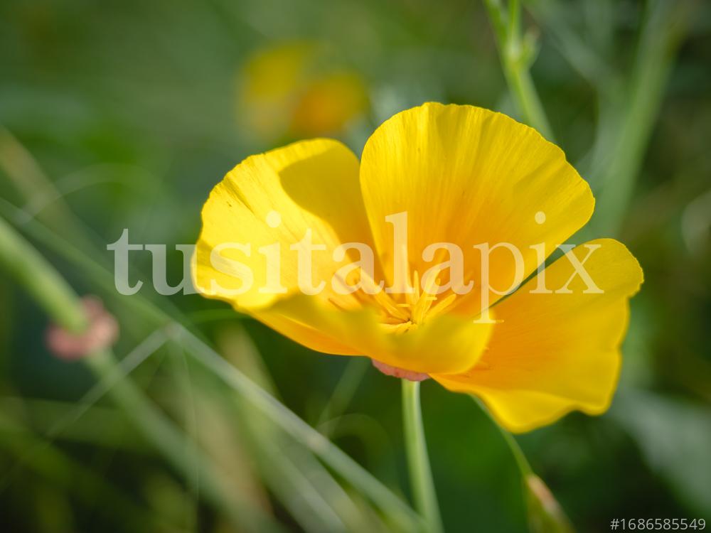 Amapola de California. Californian Poppy