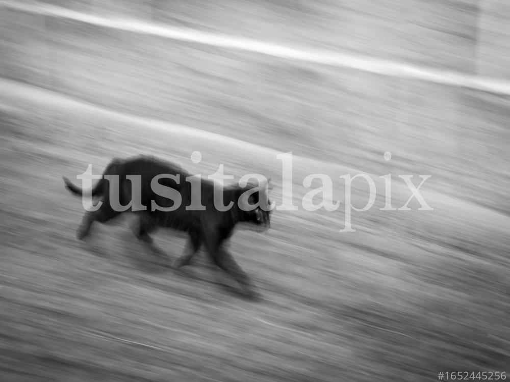 Cat running