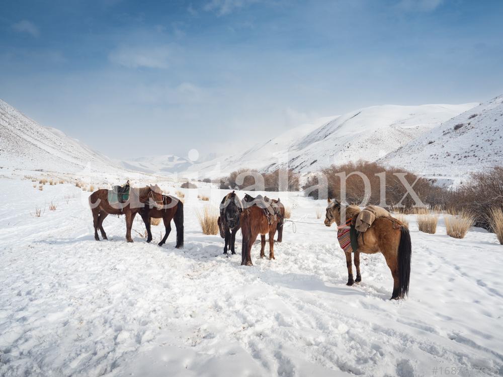 Horses in the snow, Kyrgyzstan mountains
