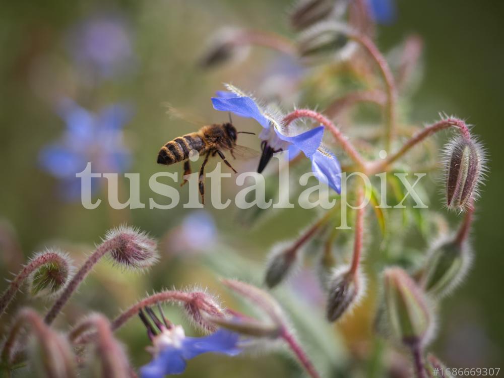 Abeja polinizando