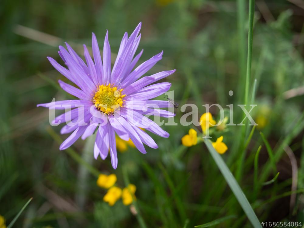 Alpine aster flower. Aster alpinus L.